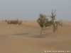 United Arab Emirates Desert Picture