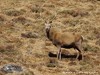 United Kingdom Glencoe Picture