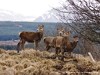 United Kingdom Rannoch Picture