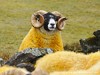 United Kingdom Scottland Picture