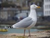 United Kingdom St. Ives Picture