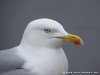 United Kingdom St. Ives Picture