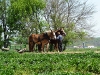 USA Amish People Picture