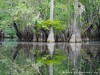 Usa Apalachicola Picture