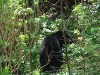 USA Blue Ridge Parkway Picture