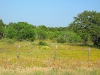 USA Enchanted Rock Picture