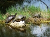 USA Everglades Picture