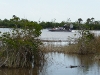 USA Everglades Picture