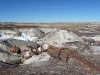 USA Petrified Forest Picture