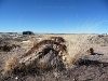 USA Petrified Forest Picture