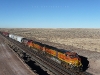 USA Petrified Forest Picture