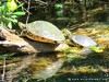 Usa Weekiwachee Picture