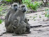 Zambia Luangwa Picture