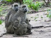 Zambia Luangwa Picture