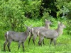 Zambia Luangwa Picture