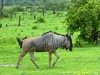 Zambia Luangwa Picture