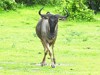 Zambia Luangwa Picture