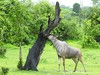 Zambia Luangwa Picture