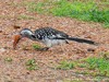 Zambia Luangwa Picture