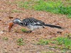 Zambia Luangwa Picture