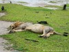 Zambia Luangwa Picture