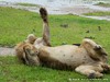 Zambia Luangwa Picture