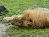 Zambia Luangwa Picture