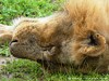 Zambia Luangwa Picture