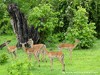 Zambia Luangwa Picture