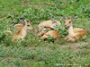 Zambia Luangwa Picture