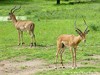 Zambia Luangwa Picture