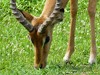 Zambia Luangwa Picture