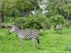 Zambia Luangwa Picture