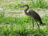 Zambia Luangwa Picture