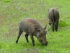 Zambia Luangwa Picture