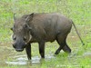 Zambia Luangwa Picture