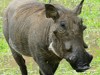 Zambia Luangwa Picture