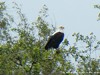 Zambia Luangwa Picture