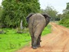 Zambia Luangwa Picture