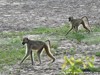 Zambia Luangwa Picture