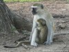 Zambia Luangwa Picture