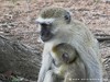 Zambia Luangwa Picture