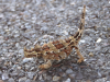 Australie - Lizard - Thorny Devil