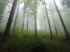 Germany - Black Forest - Mist
