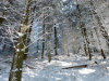 Germany - Black Forest - Winter