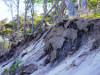 Germany - Vorpommersche Boddenlandschaft - Roots