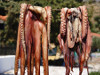 Greece - Octopus - Dried