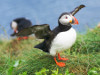 Iceland - Puffin - Clown of the Sea