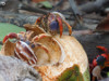 Martinique - Hermit Crabs - Teamwork