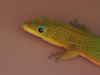 La Réunion - Gecko - Blue Eye